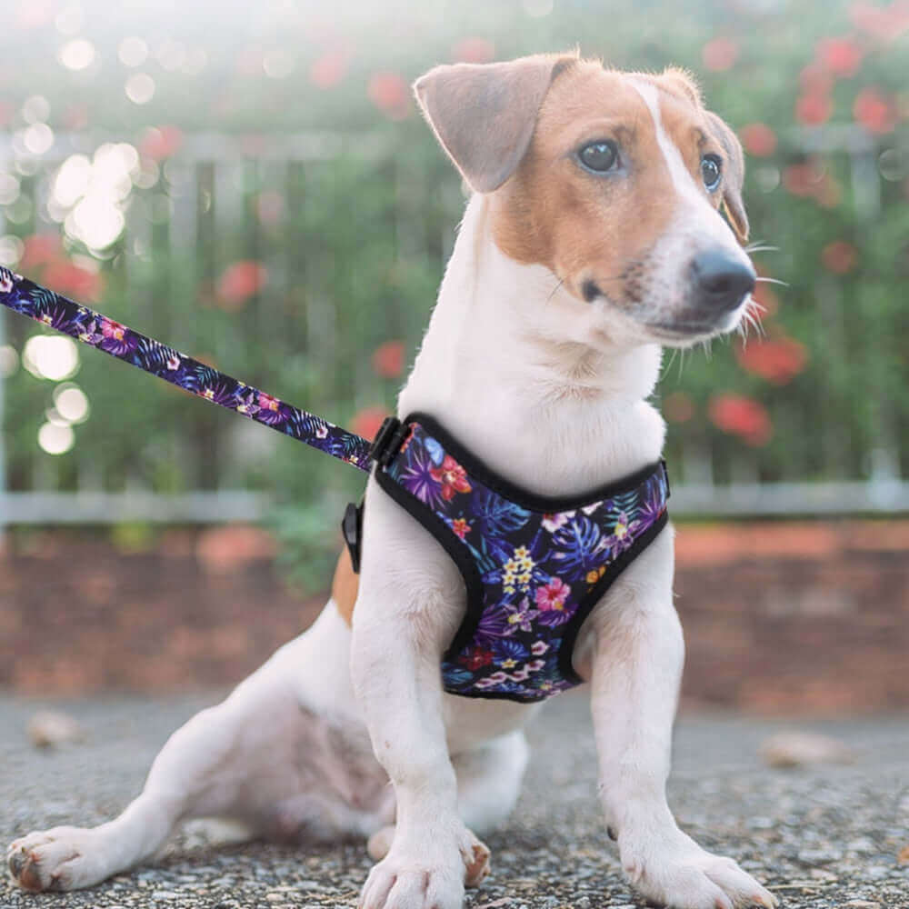 Say Goodbye to Pulling: Nylon Dog Harness for Stress-Free Walks