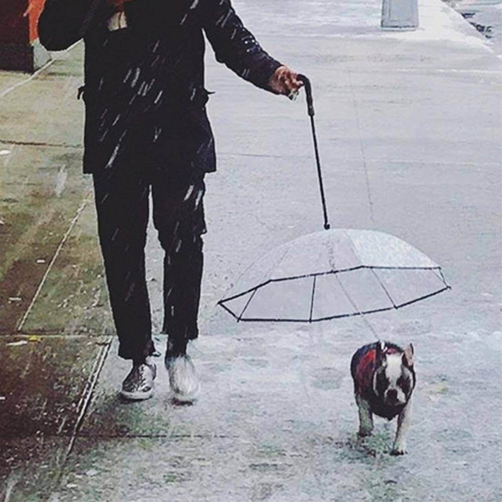 Stay Dry in Style: Transparent Pet Umbrellas for Dogs