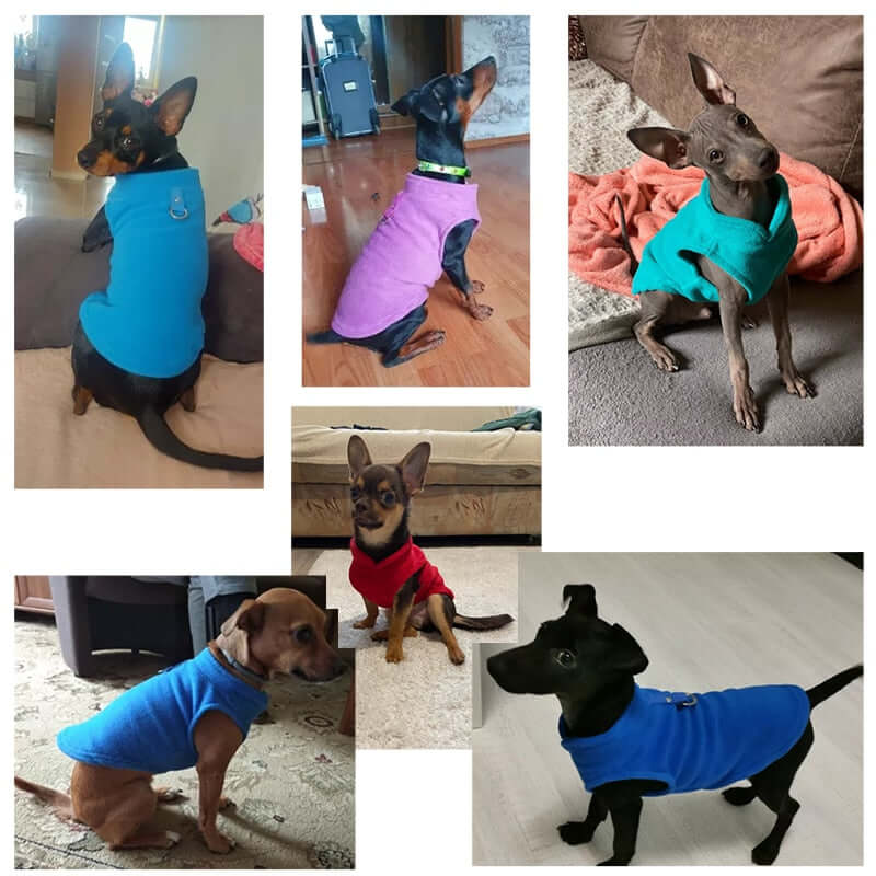 Stay Warm & Stylish: Trendy Fleece Vests for Small Dogs This Winter