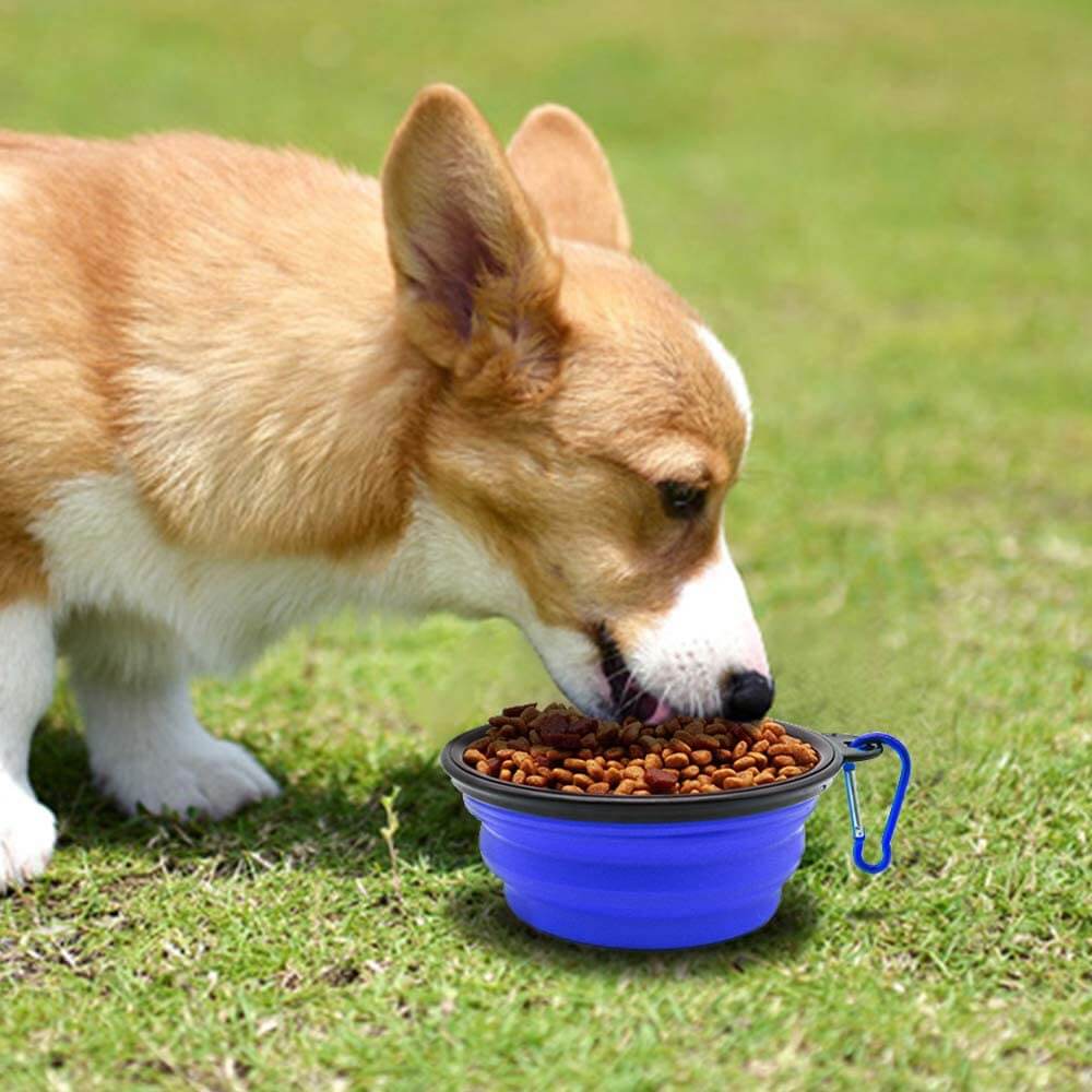 Travel-Friendly Silicone Bowls: Collapsible and Stylish for Pets on the Move